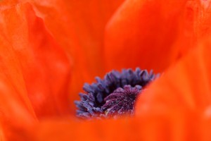Poppy Heart